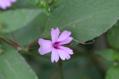 Impatiens gardneriana